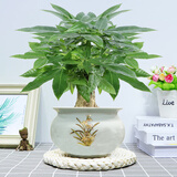 格调生活大号发财树室内三杆陶瓷盆阳台办公好养绿植盆栽花卉招财寓意植物 大号发财树+蓝色金边兰花陶瓷盆 带盆栽好