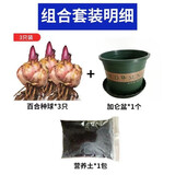 中梦香水百合种球盆栽花卉室内室外四季植物种子郁金香土水培 百合白色3个+盆土