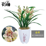 劉閣蘭花建兰四季兰花苗矮种金荷夏带浓香花苞出售室内外桌面绿植花卉盆栽 金荷，一颗5苗连体当年开花