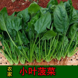 小叶菠菜种子耐寒庭院阳台盆栽四季易种植菠菜籽蔬菜种子大全 小叶菠菜种子【1包 约300粒】