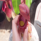 捕蝇草种子猪笼草种子捕苍蝇盆栽食蝇草籽驱虫草食虫植物食虫草 猪笼草100粒