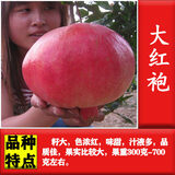 磊运石榴树树苗特大突尼斯软籽石榴带土地栽盆栽庭院果树无籽石榴树苗 大红袍 3公分粗【当年结果】 70cm(含)-79cm(含)
