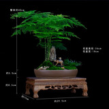 瀚林怡景（HANLINYIJING）文竹盆栽山水盆景植物室内客厅桌面办公室绿植花卉云竹四季常青 文竹-紫砂盆-牧童-木座