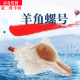 澳颜莱海螺号角海螺可吹喇叭口哨工艺品贝壳哨子吹响小螺号 羊角螺号【8-10CM左右】