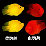血红鹦鹉鱼活体发财鱼财神鱼大型热带观赏鱼淡水好养 9-11cm红黄混搭4条