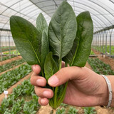 寿禾 大叶小叶菠菜种子大全波菜种红根耐寒蔬菜四季播寿光冬春季菜籽 （耐寒）寒秀肉菠菜种子300g