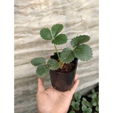 15颗丹东9999盆栽地栽草莓苗带土发货丹东草莓苗丹东地栽盆栽草莓苗绿植 营养杯苗6棵栽好发货 15cm(含)-30cm(不含)