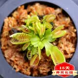 捕蝇草超大苗食人花盆栽苗食虫植物防蚊草多肉植物多肉绿植花卉 大力 捕蝇草 中苗4-6厘米 带盆栽好