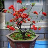 旺之春红梅浓香型腊梅花树苗室内盆栽红梅花苗绿梅花苗腊梅冬季花卉植物 6年长寿冠海棠【带造型】