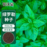 花沃里绿罗勒种子5g/包 蔬菜种子四季菜籽阳台种植盆栽土庭院田间种植
