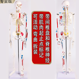 鹿叙橘人体骨骼模型骨架人体模型小白骷髅教学脊椎全身 85厘米【彩色带神经+间椎盘】 附肌肉起止点