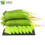 家美舒达 山东 特产 青萝卜 约1kg 水果萝卜  产地直供 新鲜蔬菜