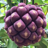 卡布诺黑老虎鲜果布福娜恶魔果实新鲜水果当季生鲜稀有不常见尝鲜水果 大果2斤2-4个