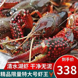喜鲜德当日现抓 鲜活小龙虾 超大 特大活体大虾鲜活新鲜清水虾尾小青虾 特大号炮头 单只1两-1.5两 3斤装