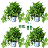 绿萝盆栽室内花卉绿植盆景净化空气绿箩长藤大叶茂盛办公家居摆设绿色植被带藤懒人吸水盆 精品中国风白盆四盆+2营养液