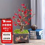 花翁红梅老桩树苗盆栽腊梅盆景花卉室内外庭院耐寒冬季绿植物源头直发