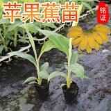 广西香蕉树苗当年结果庭院地栽种植果树苗南方矮化盆栽 粉蕉20厘米高2棵 带土带叶