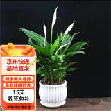 白掌盆栽一帆风顺水培植物室内花卉绿植水养红掌粉掌 白掌6-9株带花（莲花陶瓷盆） 含盆