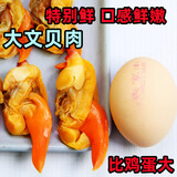 丹东特产大文贝肉大个黄蚬子干真空即食无沙去内脏新鲜海鲜零食 500克大文贝肉（5分干去内脏） 500g