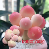 韩版汤圆奶酪多肉植物盆栽套餐新手办公室内萌肉创意绿植花卉 汤圆小苗2厘米【5颗】