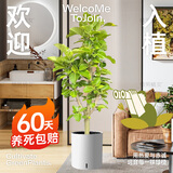植男植女孟加拉榕大型绿植盆栽客厅室内大花盆黄金榕落地橡皮树源头直发