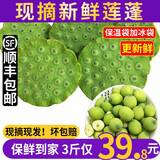 良知农哥【顺丰】现摘莲蓬 莲子莲蓬生吃嫩莲子鲜甜新鲜水果 湘潭莲蓬3斤 顺丰陆运丨回购多