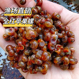 苹果螺 淡水 除藻 工具螺 清洁螺 观赏螺 黑金刚 蜗牛活体 清缸吃 观赏螺大全 苹果螺0.5-0.7cm20只送20只备损