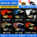森悠（SARYOR）孔雀鱼纯种观赏鱼小型淡水好养热带鱼活体斑马金鱼凤尾鱼繁殖 孔雀鱼套餐4