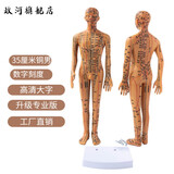政河针灸穴位人体模型经络穴位模特图全身中医十二经络铜人可扎针小皮 35厘米铜男数字刻度便携款/送豪礼