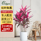 Only you【2小时达】发财树大型绿植花卉室内客厅办公室生日开业乔迁送礼 红叶朱蕉