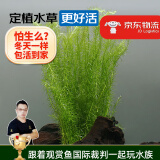 云峰海瑞水草活体懒人草鱼缸造景活体水草套餐鱼缸水草有茎类中后景真水草 【好养易活】绿松尾（10只一组）