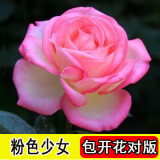 8年玫瑰老桩花苗玫瑰盆栽花卉观赏花植物阳台室内室外盆栽地栽花老桩蔷薇花多次开花 粉红色 少女【5号】5棵装 不含盆