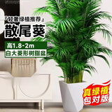 中梦散尾葵植物盆栽客厅大型绿植室内办公室凤尾竹盆景天堂鸟花卉 散尾葵高1.8-2米+大棱形树脂盆