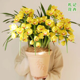 超香型 兰花 蓝宝石 室内盆栽花卉绿植 基地直销 黄金岁月 1苗价格