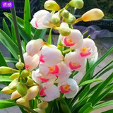 星雨香（XINGYUXIANG）超香 兰花 室内盆栽 花卉绿植 兰草植物兰花苗 诱惑 1苗新手试养