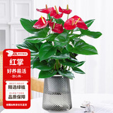 花翁水培红掌盆栽花卉室内绿植源头直发 【爆款新品】特级红掌繁星盆