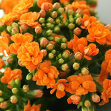 萌肉居长寿花绿植花卉花苗观花植物室内盆栽/长寿花橙色+早安盆源头直发