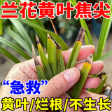 兰花肥料专用肥植物黄叶黑斑促开花素营养液多箭素浓缩催花肥 1瓶【500ml】