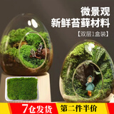 靓做 苔藓微景观青苔植物鲜活白发藓创意小盆栽雨林缸diy盆景假山装饰 新鲜（双层）一盒