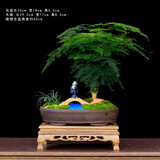 瀚林怡景（HANLINYIJING）文竹盆栽山水盆景植物室内客厅桌面办公室绿植花卉云竹四季常青 文竹-大盆-小桥流水-木座