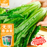 IDEAL理想农业 油麦菜种子秋冬季耐寒香甜油麦菜籽蔬菜种子基地大规格