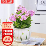 沭之美长寿花绿植观花阳台盆栽 110#长寿花粉色+草花陶瓷盆 源头直发