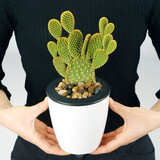 可嫁接食用仙人掌盆栽绿植花卉多肉墨西哥米邦塔植物盆栽室内 黄毛掌（带根）+懒人盆