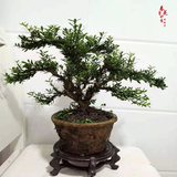 小叶雀舌黄杨粗杆盆景米叶黄杨盆景素材 绿植盆栽 造型雀舌黄杨主干2厘米