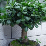绘枫屿玉树盆栽苗老桩大叶玉树花植物多肉燕子掌室内客厅绿植 玉树 玉树八年苗