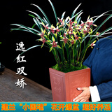 劉閣蘭花兰花建兰四季兰 小国魂 现带花苞出售浓香四溢室内外花卉盆栽好养 小国魂6苗连体带花苞 配黑硬盆土