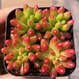 多肉植物自选套餐系列组合搭配花卉盆栽绿植精品多肉新手入门 虹之玉4-5厘米 塑料盆栽好