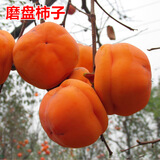 言清 无核柿子树苗嫁接脆柿子苗庭院阳台盆栽地栽南方北方种植果树苗 磨盘柿嫁接4年苗（当年结果）