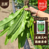 北蔬 油麦菜种子大棵无斑甜脆盆栽秋四季蔬菜籽 米香油麦菜种子10g