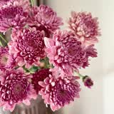多头小雏菊60cm 5支(颜色随机）鲜花送礼物悦己家用